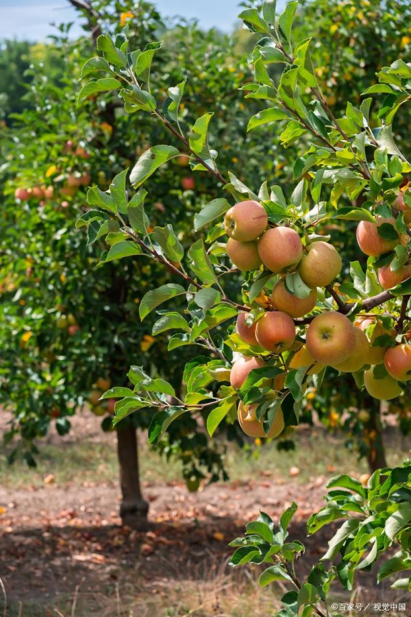 米牛配资 果树认养：重构农业生态的 “双螺旋” 革命