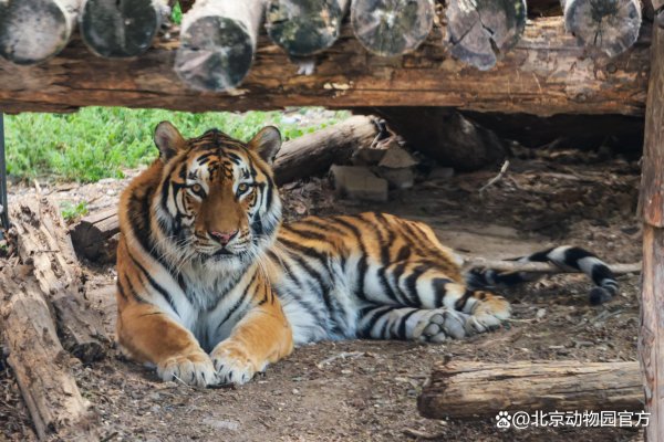 鼎豪配资 立夏游园指南｜北京动物园的初夏奇遇记