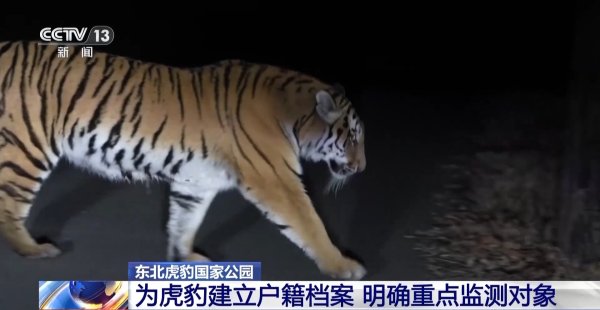途乐证券 两年产两胎五崽！东北虎豹活动范围扩大，超过1.1万平方公里